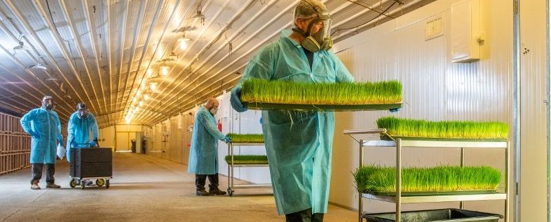 Cover image of Hargol FoodTech, Animal farming venture on VC4A