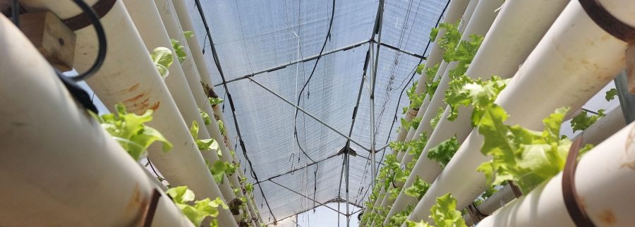 Cover image of Hortícolas CHUI, Culture agricole venture on VC4A