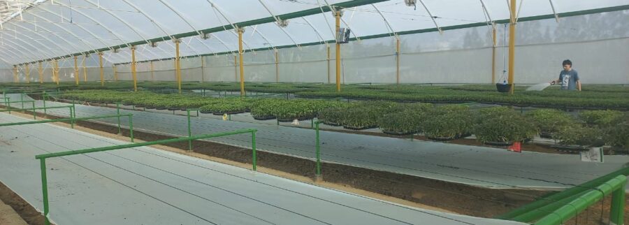 Cover image of Boyacá Prime Tomatoes, Agro-industrie venture on VC4A